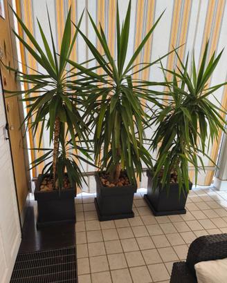 Tronchetto della Felicità