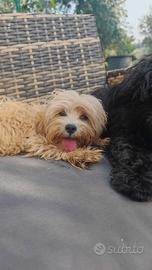 Maltipoo cuccioli linea coreana