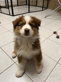 Cucciolo pastore australiano