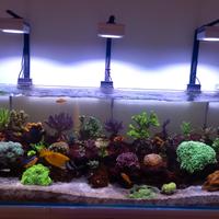 Tutto il vivo del acquario marino