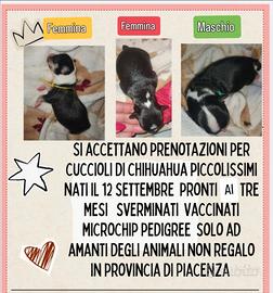 Cuccioli di chihuahua con pedigree