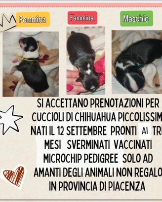 Cuccioli di chihuahua con pedigree