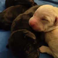 Ciccioli di labrador retriever
