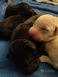 Ciccioli di labrador retriever