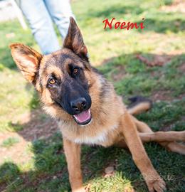 NOEMI, un cane unico