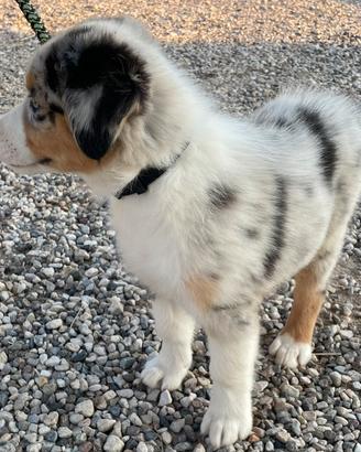 Vendita cuccioli australian shepherd