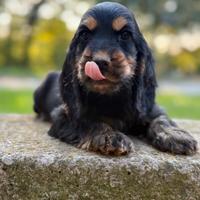 Cuccioli cocker spaniel inglese con ped