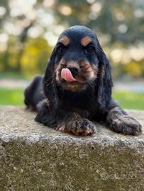 Cuccioli cocker spaniel inglese con ped