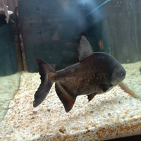 Colossoma ( piranha erbivoro)