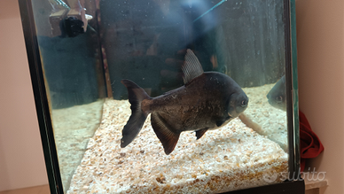 Colossoma ( piranha erbivoro)