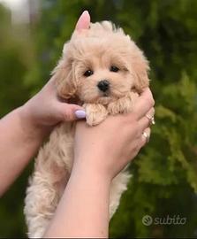 maltipoo toy