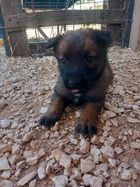 Disponibili cuccioli di pastore belga malinois,,,