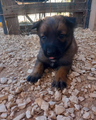 Disponibili cuccioli di pastore belga malinois,,,