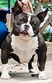 American bully pocket