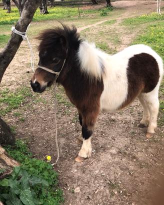 Mini pony maschio