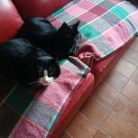 Gattina nera da compagnia