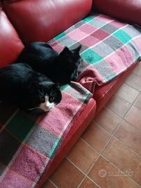 Gattina nera da compagnia