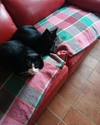 Gattina nera da compagnia