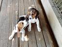 beagle