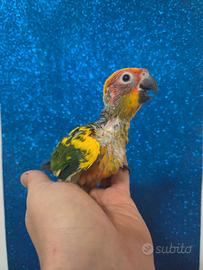 Pappagallo allevato a mano conuro del sole