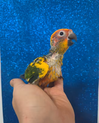 Pappagallo allevato a mano conuro del sole