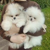 Spitz di Pomerania nano