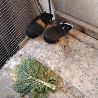 Coppia giovane cavie colorati