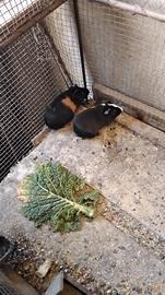 Coppia giovane cavie colorati