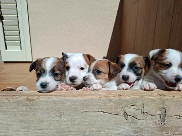 Jack Russell pelo ruvido