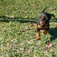 Pinscher piccola taglia