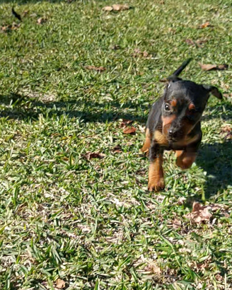 Pinscher piccola taglia