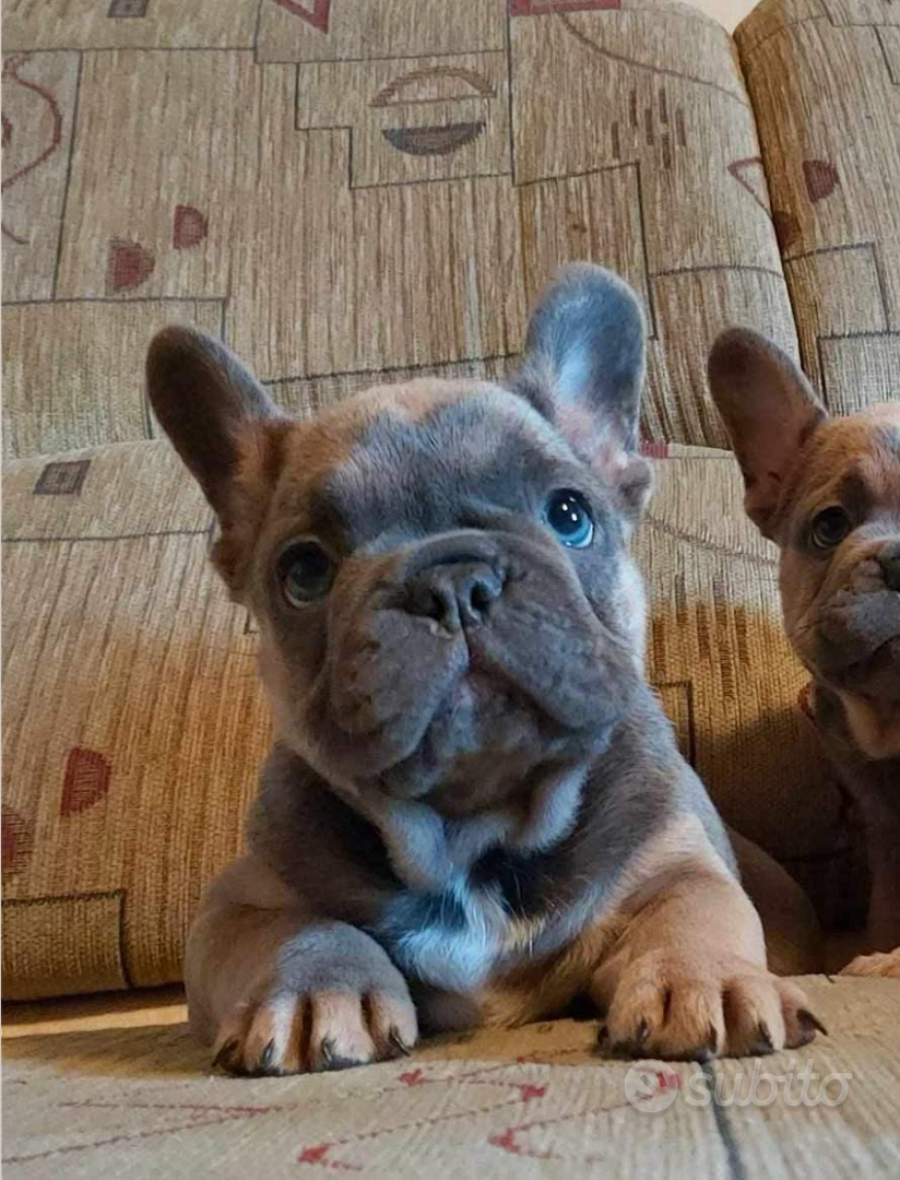 Bouledogue - Bulldog francese blu da 80 euro al mese - Milano, Lombardia -  Annunci Animali -  : Gratis Cani, Gatti