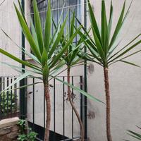Piante di Yucca o "Tronchetto della Felicità"