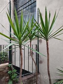 Piante di Yucca o "Tronchetto della Felicità"