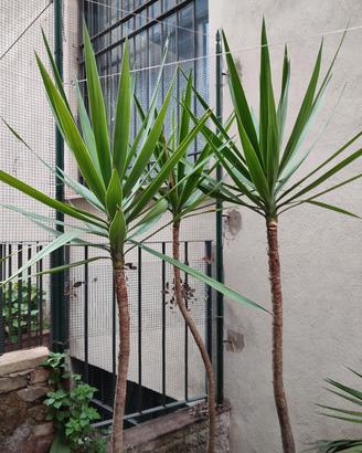 Piante di Yucca o "Tronchetto della Felicità"
