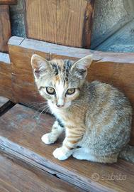 Dolce gattina di 3 mesi