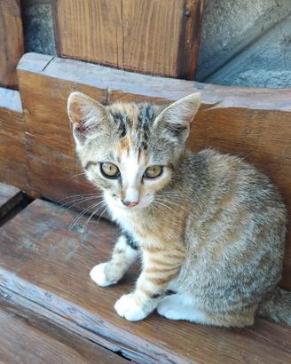 Dolce gattina di 3 mesi