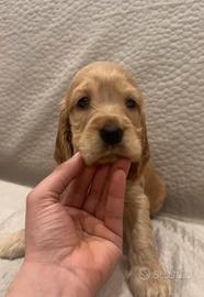 Cuccioli cocker spaniel