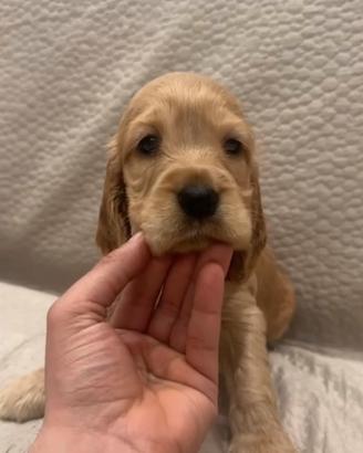 Cuccioli cocker spaniel