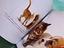 Immagine 4