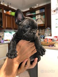 Bulldog francese (bouledogue francese)