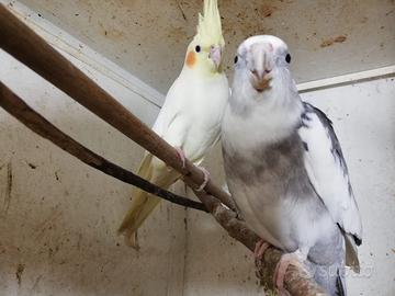 Coppia calopsite e cocorita