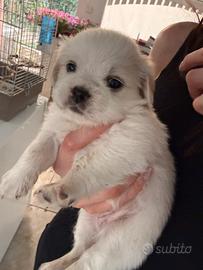 Cuccioli mettici