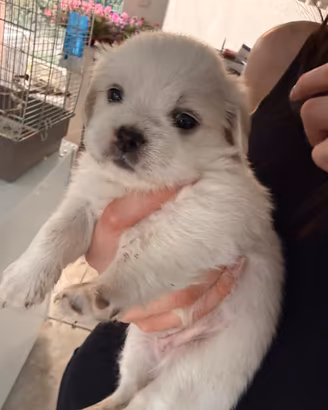 Cuccioli mettici