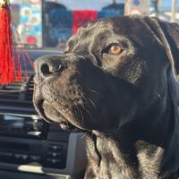 Cane corso/rottweiler per monta