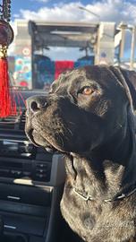 Cane corso/rottweiler per monta