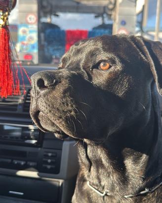 Cane corso/rottweiler per monta