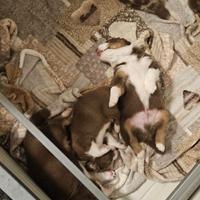 Cuccioli Pastore Australiano