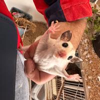 Petauro bianco femmina