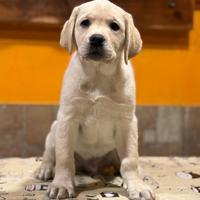 Cucciolo maschio labrador